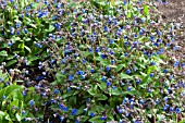 PULMONARIA BLUE ENSIGN