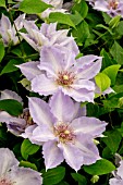 CLEMATIS TRANQUILITE