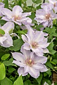 CLEMATIS TRANQUILITE