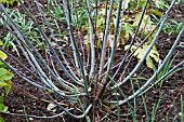 SALIX ACUTIFOLIA BLUE STREAK