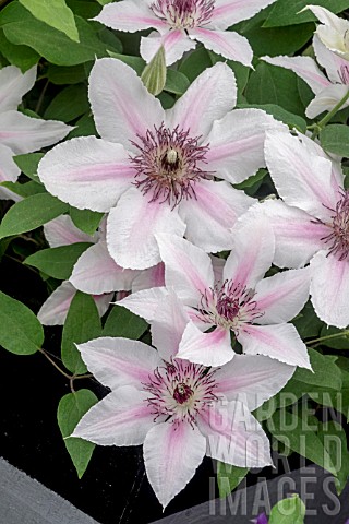 CLEMATIS_COUNTESS_OF_WESSEX