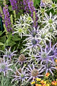 ERYNGIUM BLUE WAVES