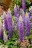 LUPIN HYBRIDS