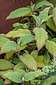 HYDRANGEA ASPERA SUBSP. SARGENTIANA GOLD RUSH