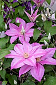 CLEMATIS SALLY