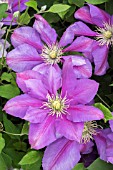 CLEMATIS DAZZEL