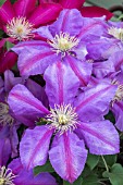 CLEMATIS DAZZEL