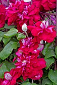 CLEMATIS CHARMAINE