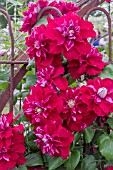 CLEMATIS CHARMAINE
