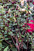 CALYCANTHUS FLORIDUS