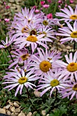 CHRYSANTHEMUM WEYRICHII