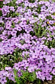 PHLOX DOUGLASII EVA