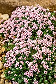 ASPERULA GUSSONII