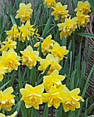 NARCISSUS DICK WILDEN