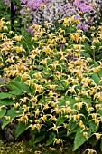 EPIMEDIUM ALPINUM AMBER QUEEN