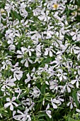 PHLOX DIVICARTA MAY BREEZE