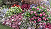 RHS CHELSEA 2018 SOUTH AFRICA EXHIBIT