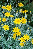 ERIOPHYLLUM LANATUM