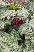 PODOPHYLLUM VERSIPELLE SPOTTY DOTTY