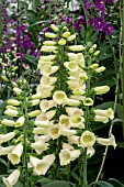 DIGITALIS LUCAS WHITE