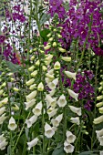 DIGITALIS LUCAS WHITE