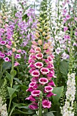 DIGITALIS CANDY MOUNTAIN