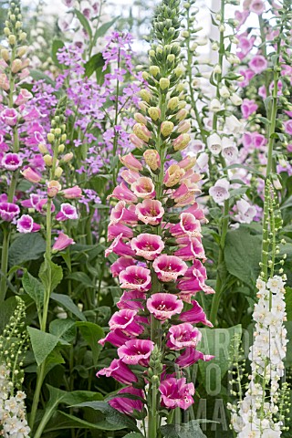 DIGITALIS_CANDY_MOUNTAIN