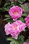 PAEONIA KAMADA-FUJI