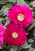 PAEONIA PINPO