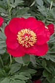 PAEONIA ILLINI WARRIOR