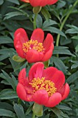 PAEONIA PEREGRINA OTTO FROEBEL