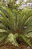 BLECHNUM PALMIFORME