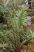 BLECHNUM LONGICAUDA