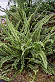 BLECHNUM FLUVIATILE