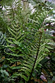 BLECHNUM CHILENSE