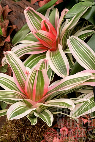 NEOREGELIA_CAROLINAE_DE_VROE