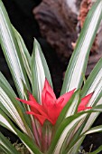 GUZMANIA SUE ANNE