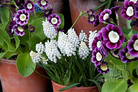 MUSCARI_WHITE_MIST_SURROUNDED_WITH_AURICULAS