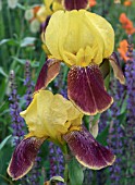 IRIS GERMANICA RAJAH