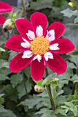 DAHLIA MARY EVELYN