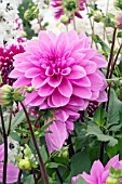 DAHLIA LILAC TIME