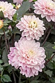 DAHLIA MELODY HARMONY