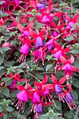 FUCHSIA ANGELA