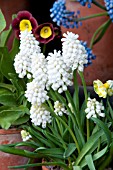 MUSCARI WHITE MIST