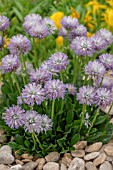 GLOBULARIA DASYANTHA