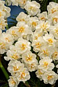 NARCISSUS WINSTON CHURCHILL