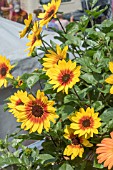 HELIANTHUS ANNUUS SUNBELIEVABLE BROWN EYED GIRL  - 3rd PLACE PLANT OF THE YEAR   RHS CHELSEA 2018