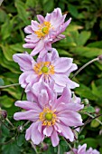 ANEMONE X HYBRIDA KONINGIN CHARLOTTE