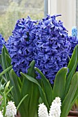 HYACINTHUS PETER STYVESANT
