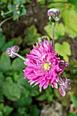 ANEMONE HUPEHENSIS PAMINA